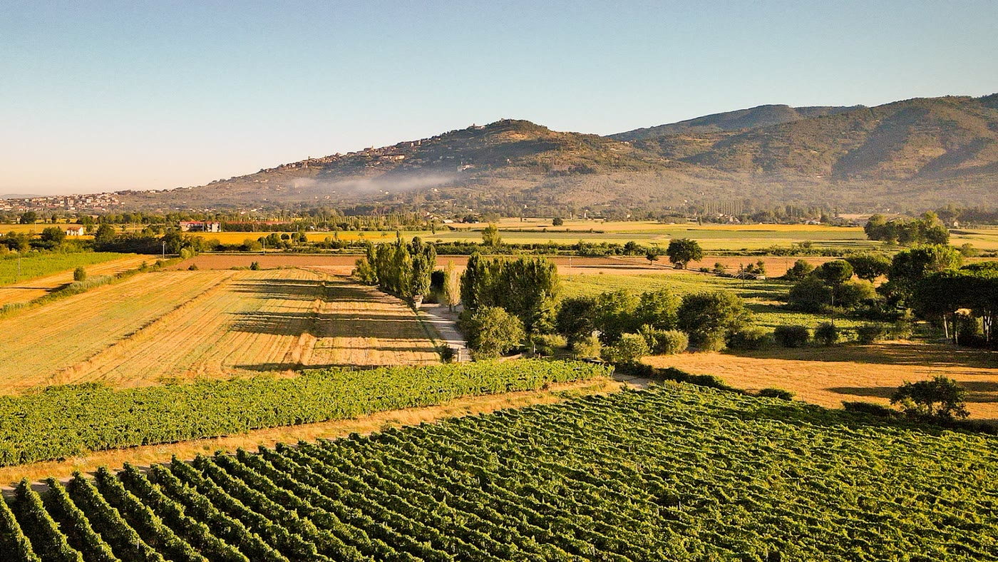 Le vigne e i campi ai piedi di Cortona, con il paese sul crinale