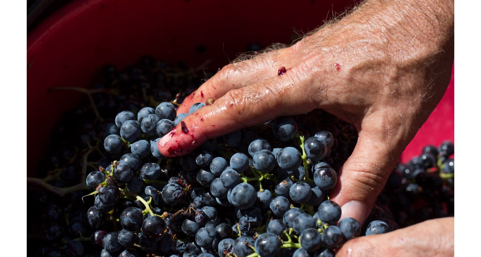 Mani tra i grappoli d’uva nera durante la vendemmia