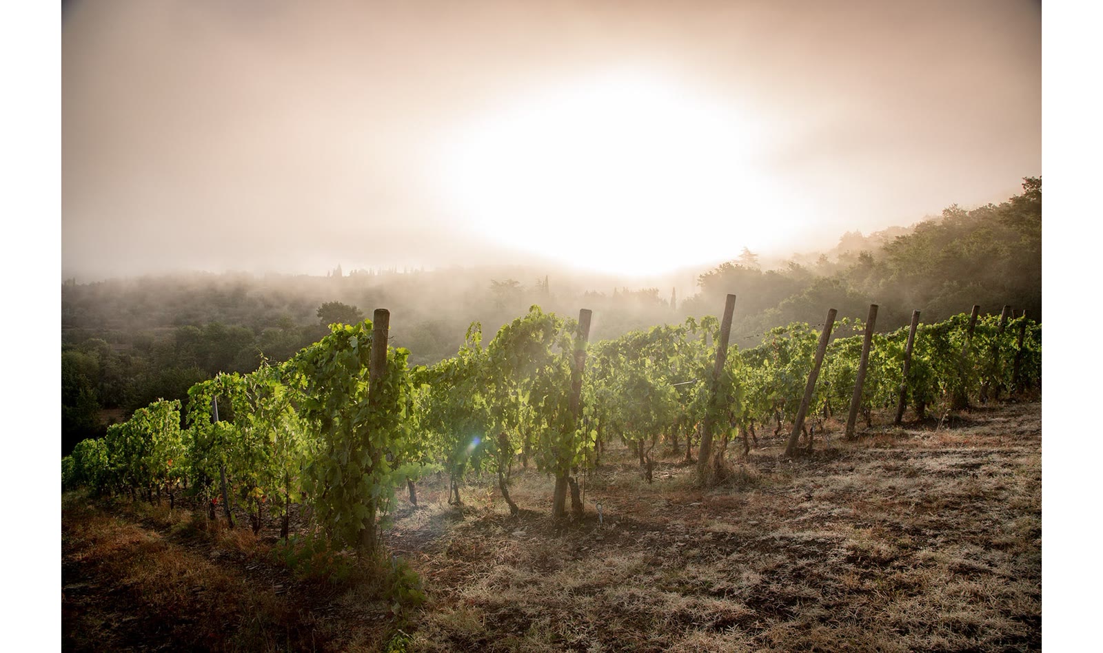 I filari della vigna in controluce all’alba, col sole basso dietro le foglie