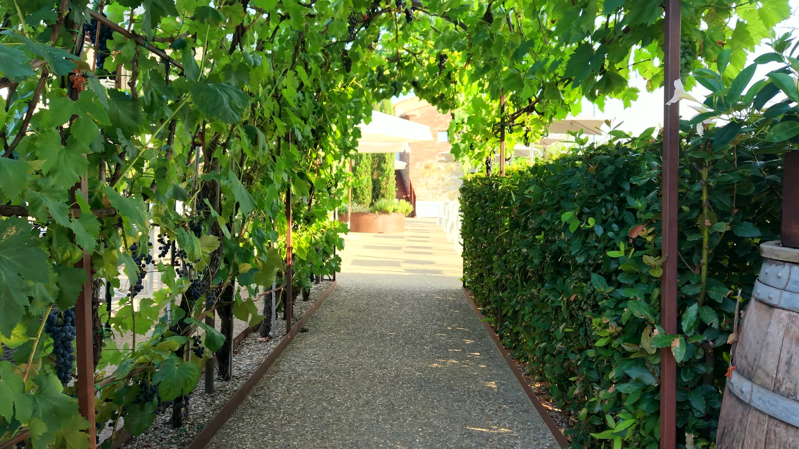 Il pergolato di viti che porta alla corte